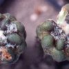 cintia_subterranea